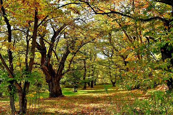 Autunno nel Roero