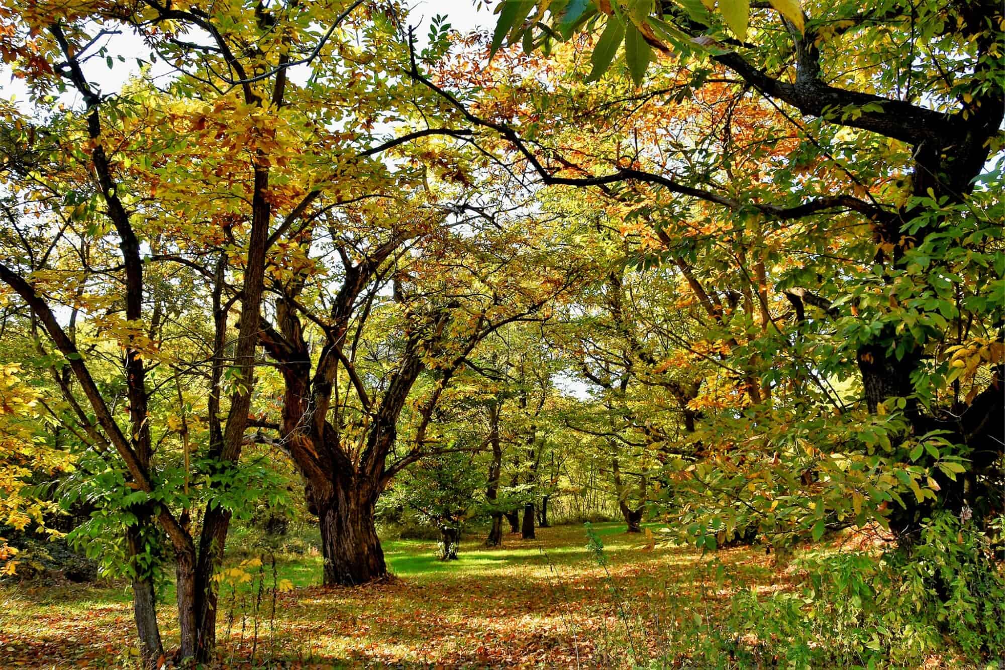 Castagneti nel Roero