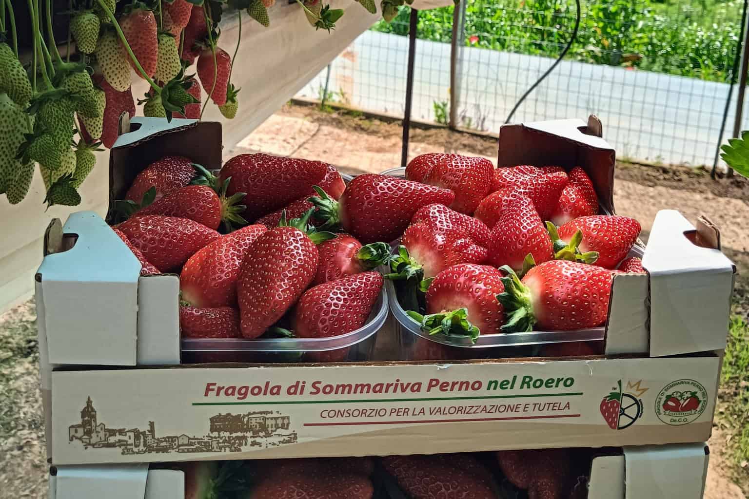 Fragole Sommariva Perno
